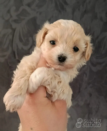 Maltipoo toy