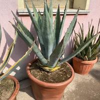 Agave verde