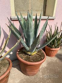 Agave verde