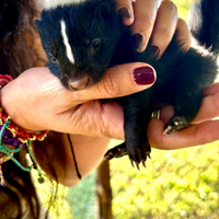 Moffetta - Puzzola americana