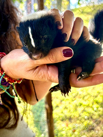 Moffetta - Puzzola americana