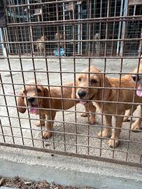Cuccioli di Bretagna