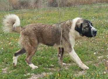 Pastore Asia centrale cuccioli