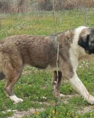 Pastore Asia centrale cuccioli