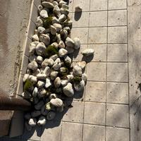 Sassi ciottoli bianchi decorativi da giardini