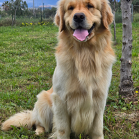 Golden Retriever Maschio per Femminucce