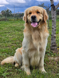 Golden Retriever Maschio per Femminucce