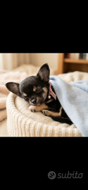 Cucciola Chihuahua a pelo lungo tricolore + Kit