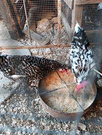 Galline nane