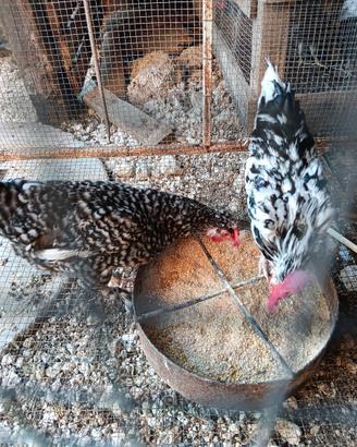 Galline nane