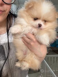 Spitz di Pomerania Mini