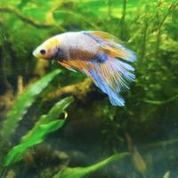 Betta splendens