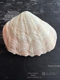 Conchiglia Tridacna Crocea - 9 cm