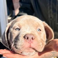 Cucciola american bully xl