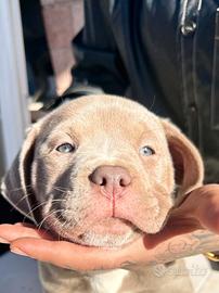 Cucciola american bully xl