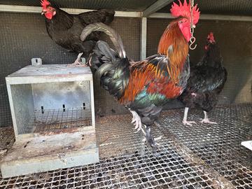 Marans