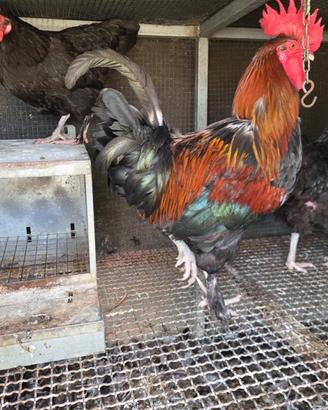 Marans