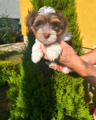 Cuccioli di Yorkshire biewer bianco con cioccolato