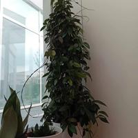 Hoya pianta grande