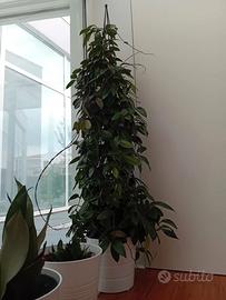 Hoya pianta grande