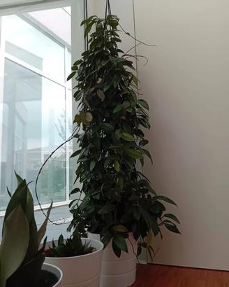 Hoya pianta grande