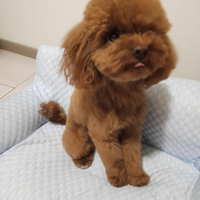 Barboncino toy red per monta