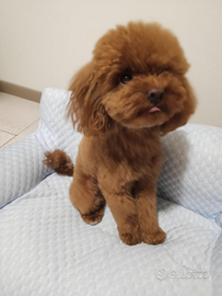 Barboncino toy red per monta