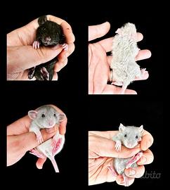 RATTINI DOMESTICI da compagnia, sani, selezionati