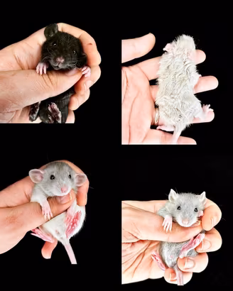 RATTINI DOMESTICI da compagnia, sani, selezionati