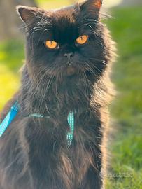 Scottish straight x accoppiamento