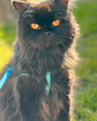 Scottish straight x accoppiamento