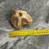 Fossile di riccio di mare