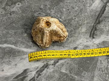 Fossile di riccio di mare