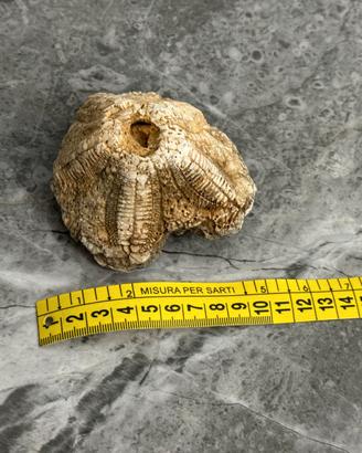 Fossile di riccio di mare