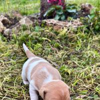 Cuccioli Jack Russel
