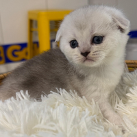 Scottish fold straight