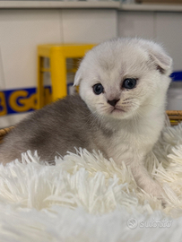 Scottish fold straight