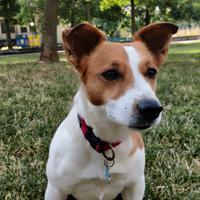 Jack Russel per monta