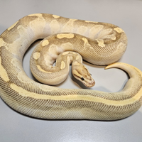 Pitone reale femmina adulta