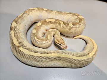 Pitone reale femmina adulta