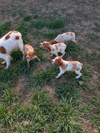 Cuccioli epagneul Breton con pedigree