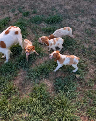 Cuccioli epagneul Breton con pedigree