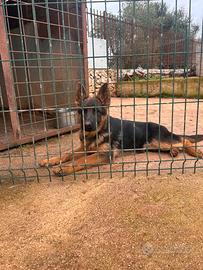 Pastore tedesco cucciola