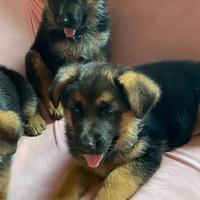 L'ultima femmina è l'ultimo maschio con il pe