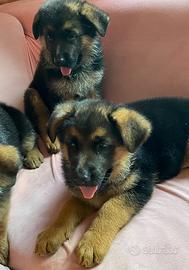 L'ultima femmina è l'ultimo maschio con il pe