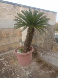 Piante ornamentali di Cycas Revoluta