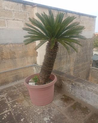 Piante ornamentali di Cycas Revoluta