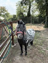 Pony appaloosa