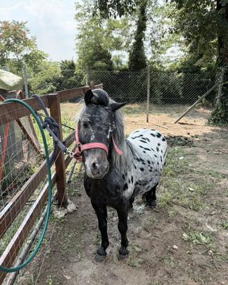 Pony appaloosa