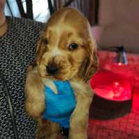 Cuccioli di cocker spaniel Cremona